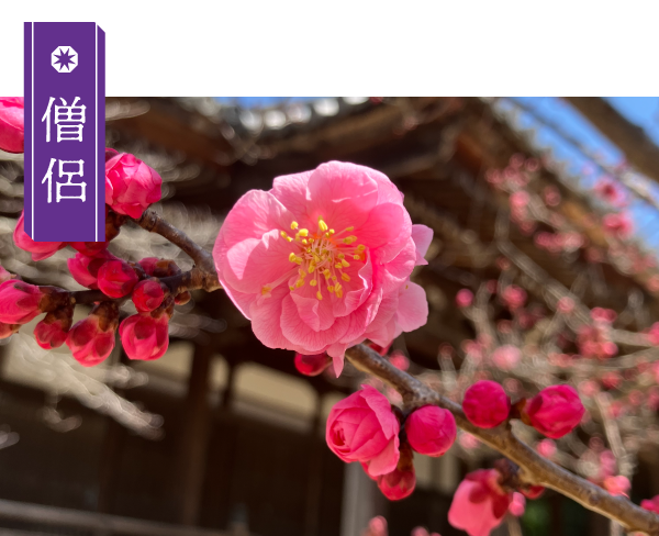【名塩御坊教行寺】僧侶ページの画像ボタン