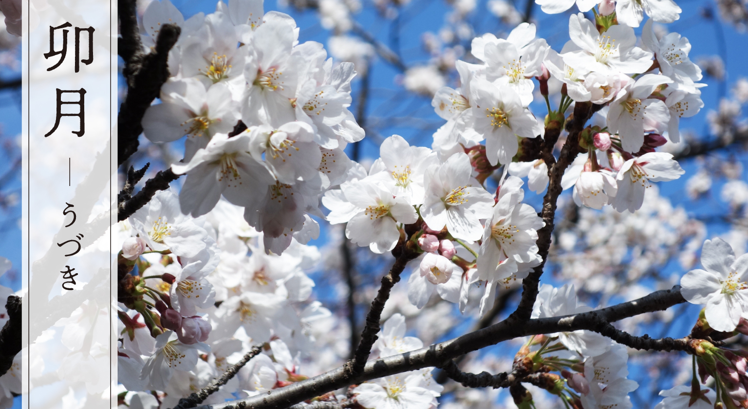 【名塩御坊教行寺】4月花まつりのイメージ画像